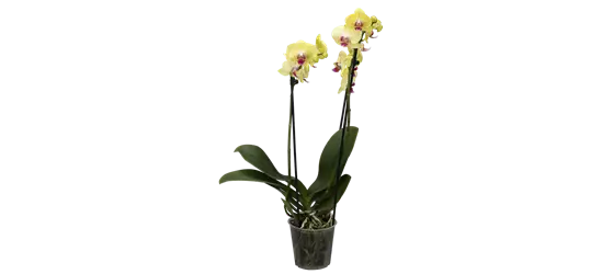 Orchidee, gelb, 2-rispig