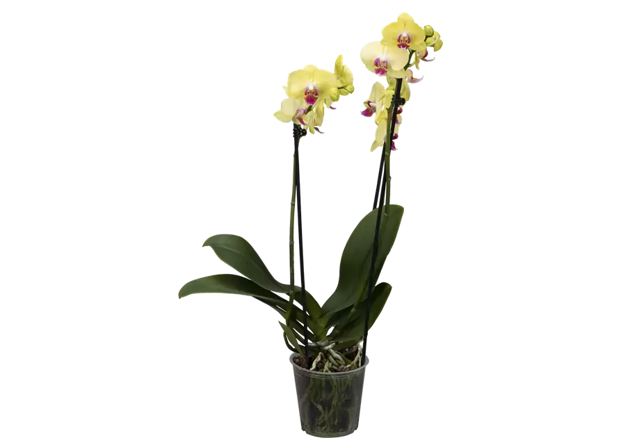 Orchidee, gelb, 2-rispig