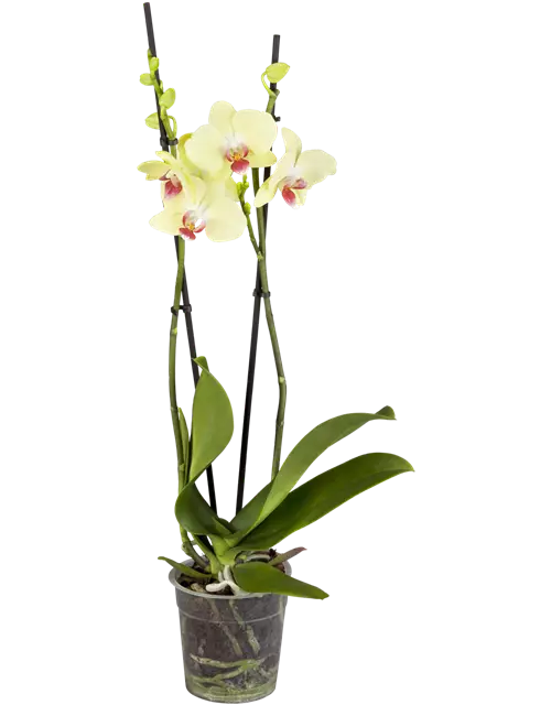 Orchidee, gelb, 2-rispig