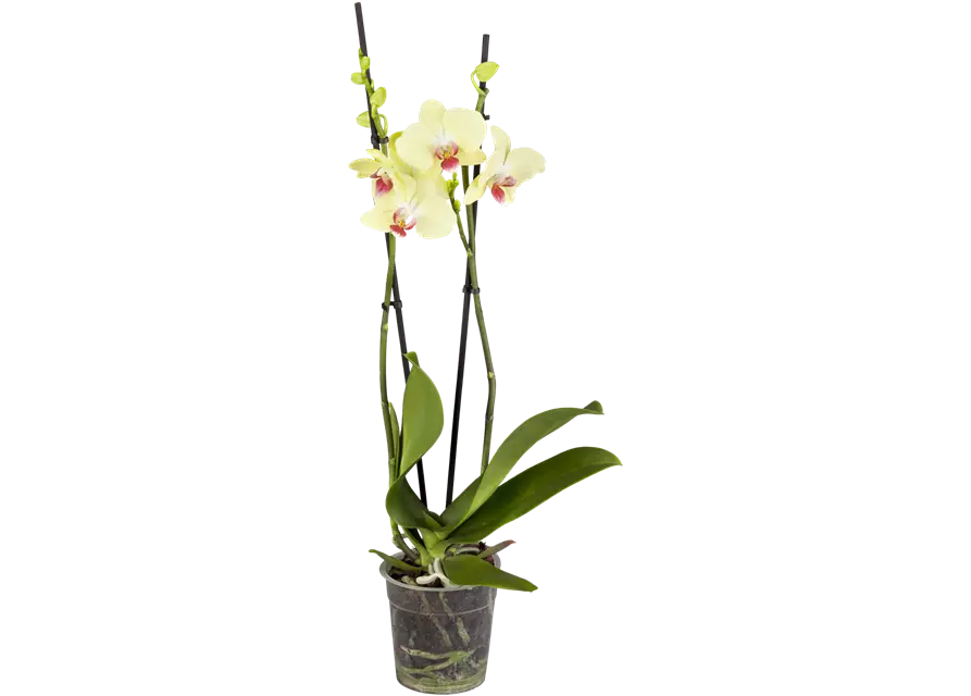 Orchidee, gelb, 2-rispig