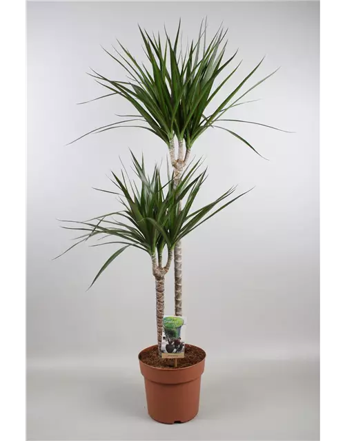 Drachenbaum 'Marginata', Topf-Ø 19 cm, Höhe: 110 cm 