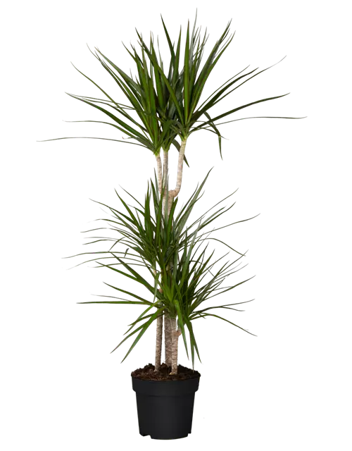 Drachenbaum 'Marginata', Topf-Ø 19 cm, Höhe: 110 cm 