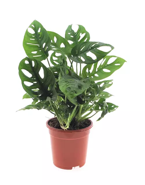 Geschlitztes Fensterblatt 'Monkey Leaf', Topf-Ø 17 cm, Höhe: 45 cm