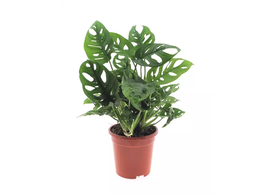 Geschlitztes Fensterblatt 'Monkey Leaf', Topf-Ø 17 cm, Höhe: 45 cm