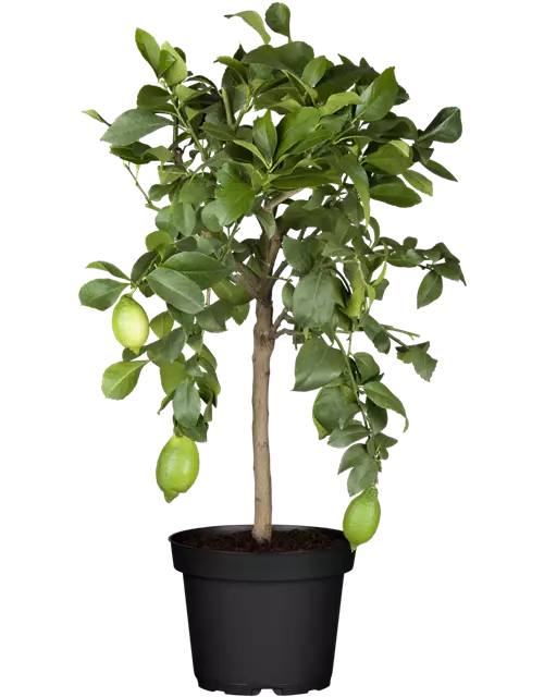 Zitronenbaum 'Citrus Limone', Ø 20 cm