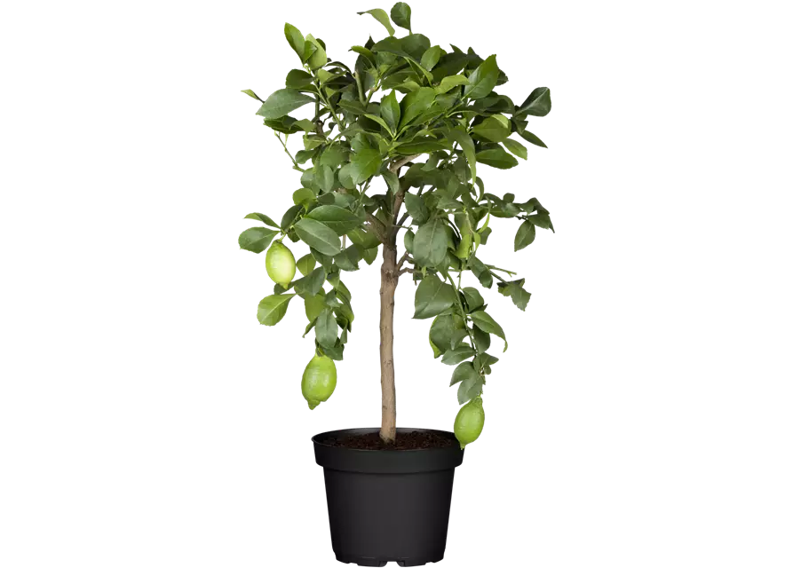 Zitronenbaum 'Citrus Limone', Ø 20 cm