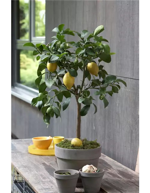 Zitronenbaum 'Citrus Limone', Ø 20 cm