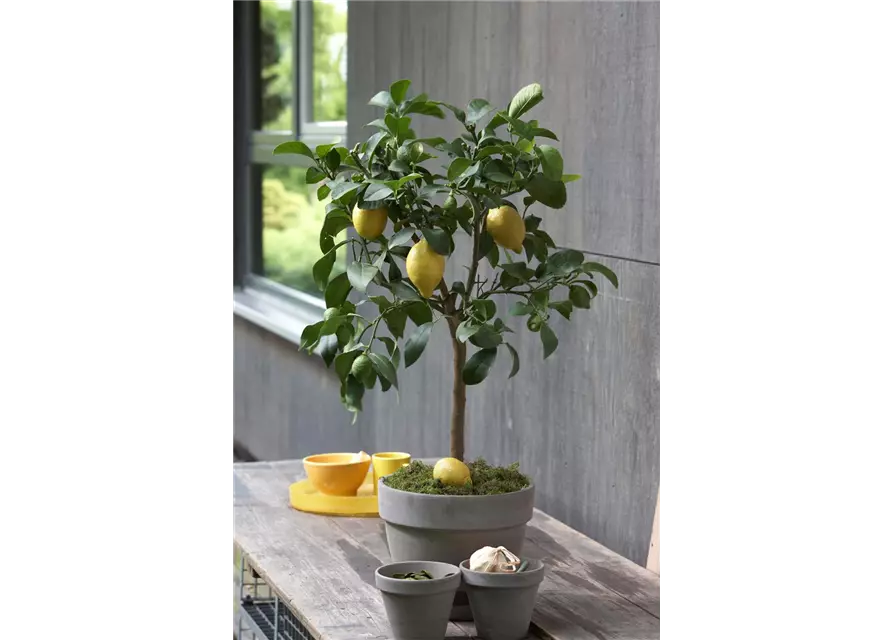 Zitronenbaum 'Citrus Limone', Ø 20 cm