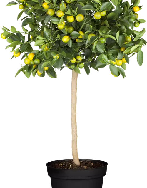 Kumquatbaum mit Früchten, Topf-Ø 20 cm