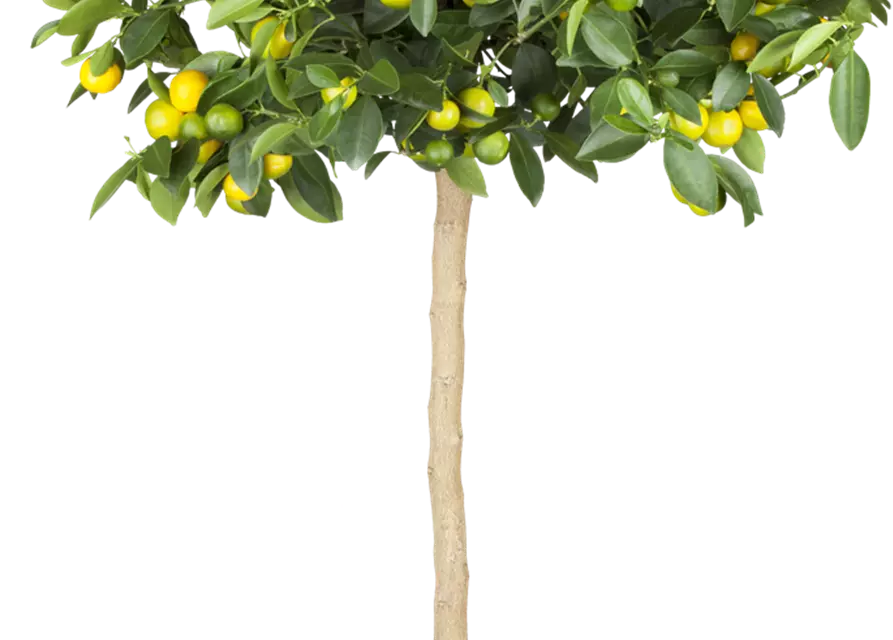 Kumquatbaum mit Früchten, Topf-Ø 20 cm