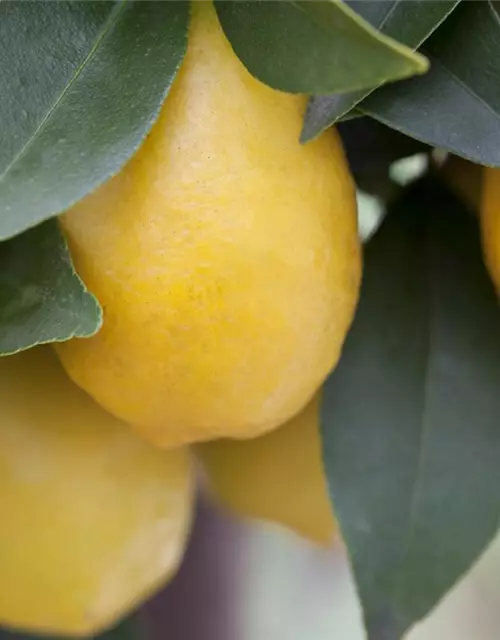 Citrus limon 'Meyer' mit Früchten, Topf-Ø 20 cm