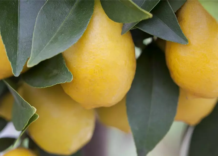 Citrus limon 'Meyer' mit Früchten, Topf-Ø 20 cm