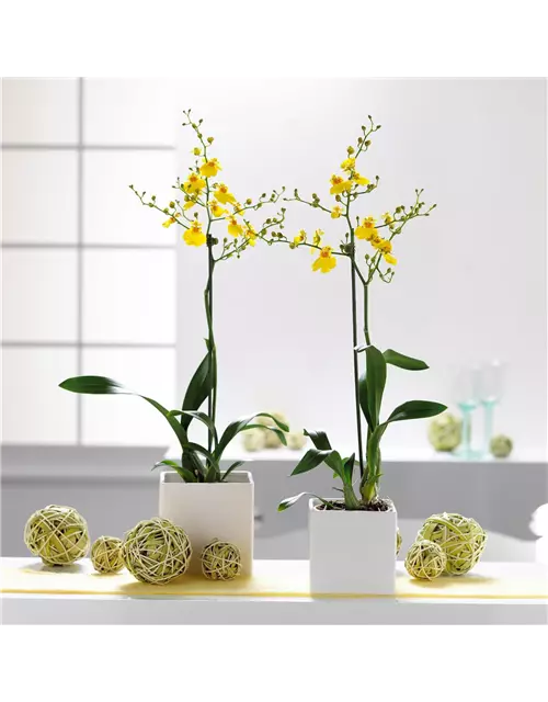 Oncidium Lemon Surprise