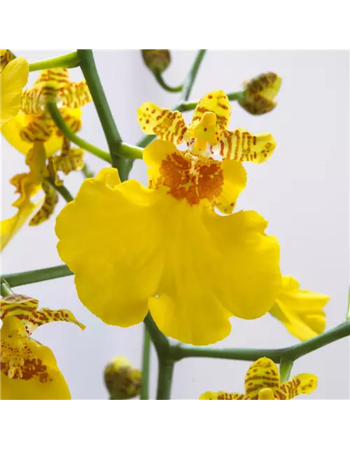 Oncidium Lemon Surprise