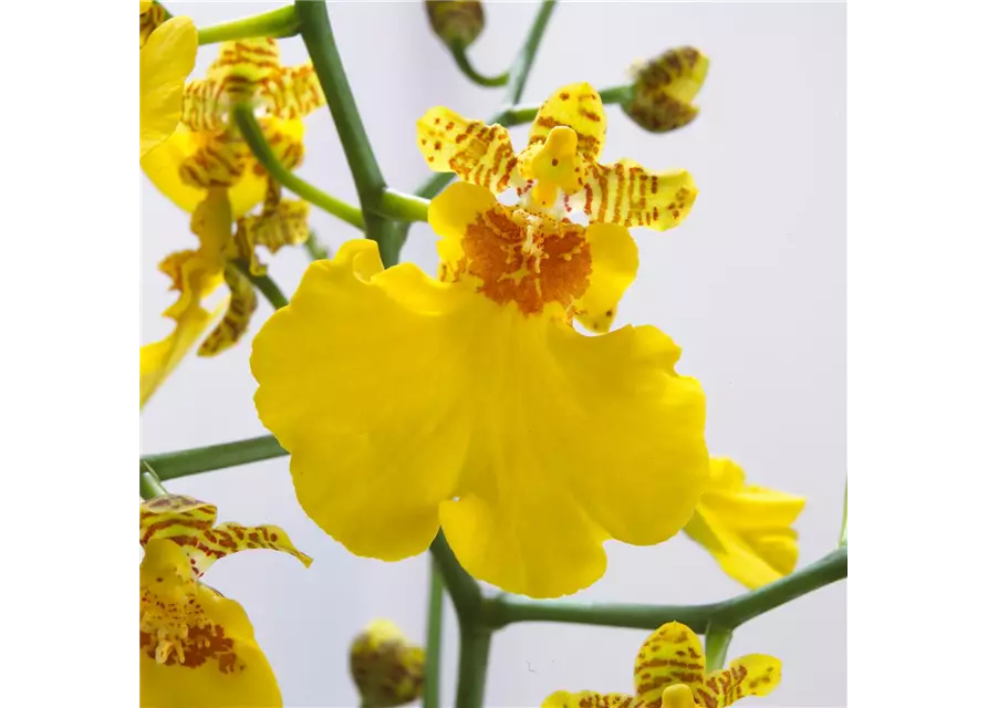 Oncidium Lemon Surprise