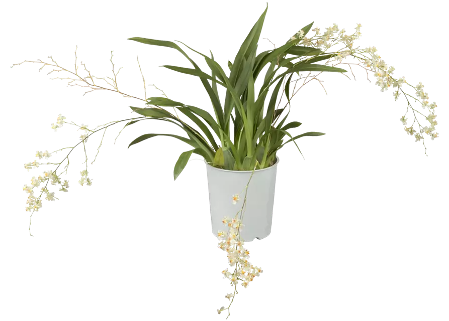 Oncidium Twink Jasmin