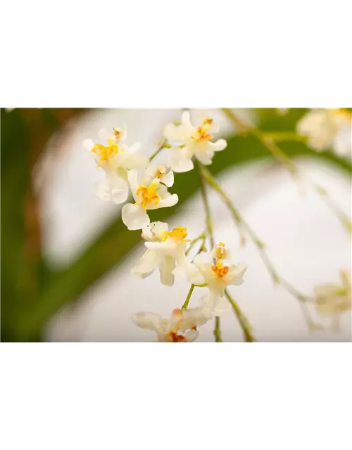 Oncidium Twink Jasmin