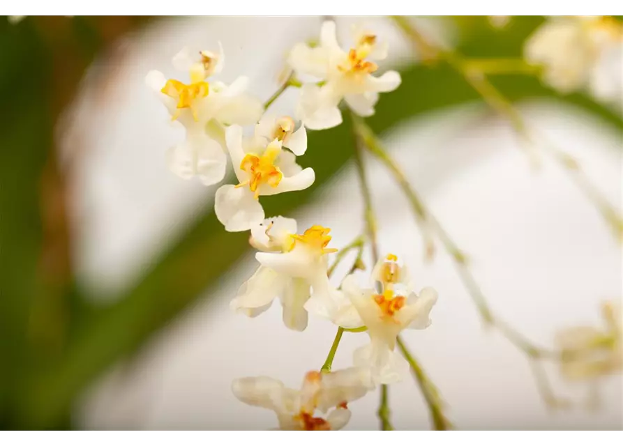 Oncidium Twink Jasmin