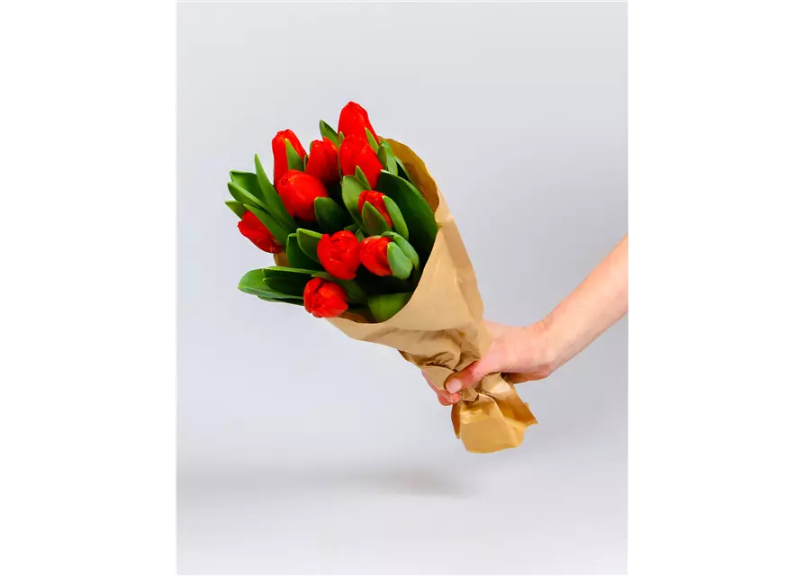 Tulpen im Bund, rot