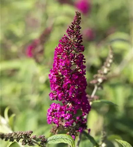 Sommerflieder 'Raspberry Wine'