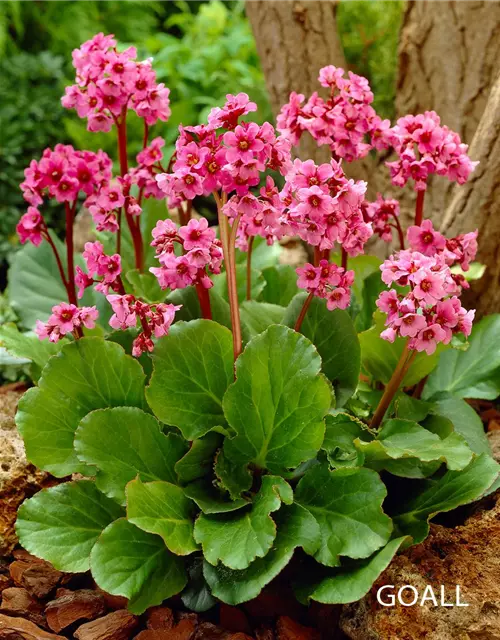 Bergenia cordifolia 'Morgenröte'