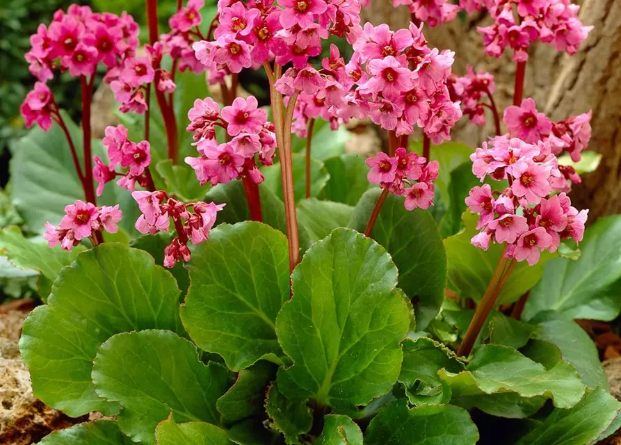 Bergenia cordifolia 'Morgenröte'