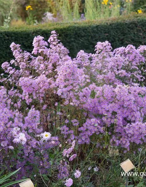 Garten-Myrten-Aster 'Esther'