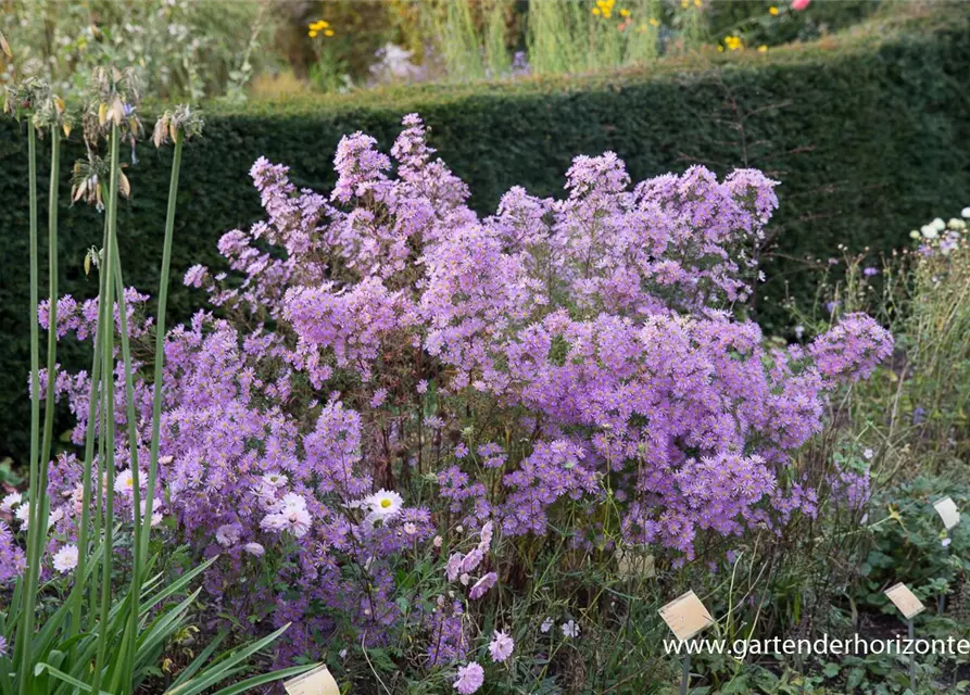 Garten-Myrten-Aster 'Esther'