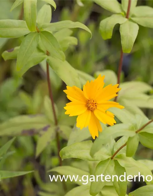 Coreopsis major