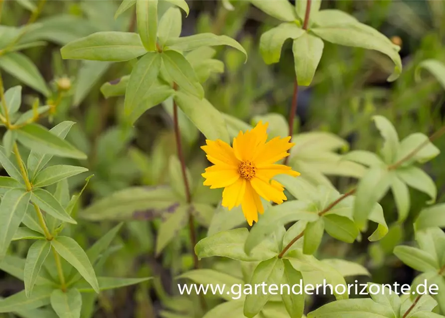 Coreopsis major