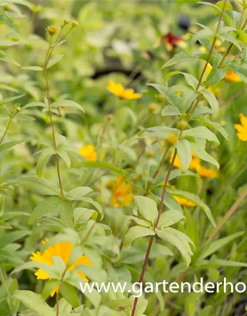 Coreopsis major