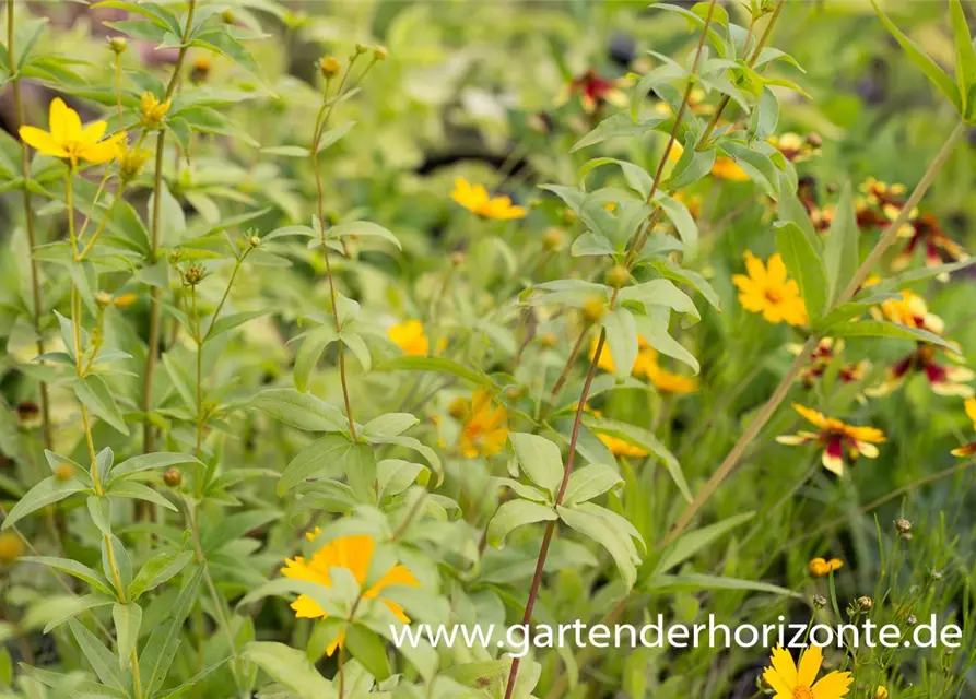 Coreopsis major