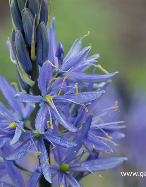 Camassia leichtlinii 'Caerulea'