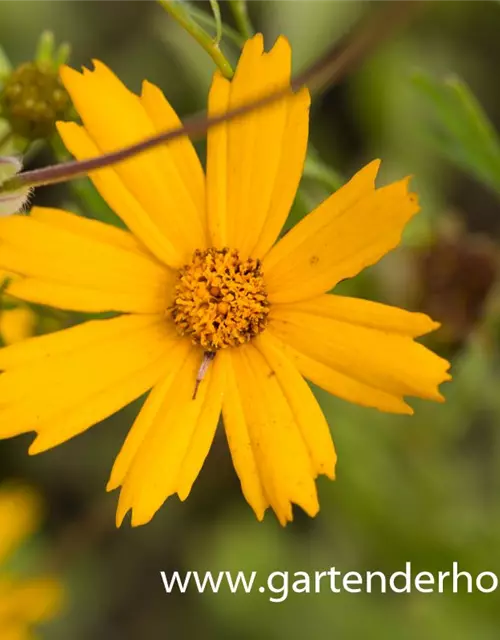 Coreopsis pubescens 'Sunshine Superman'