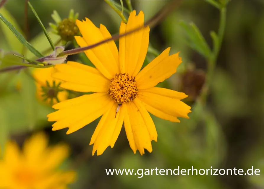 Coreopsis pubescens 'Sunshine Superman'