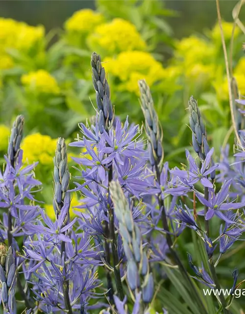 Camassia leichtlinii 'Caerulea'