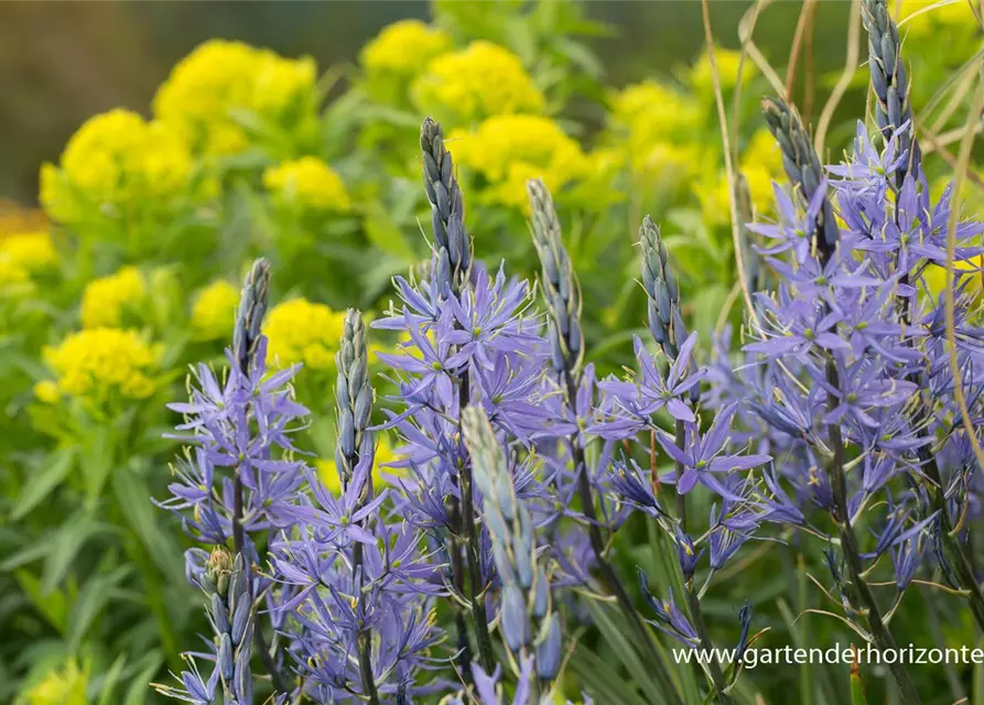 Camassia leichtlinii 'Caerulea'