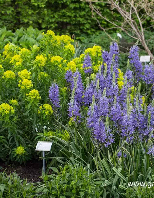 Camassia leichtlinii 'Caerulea'