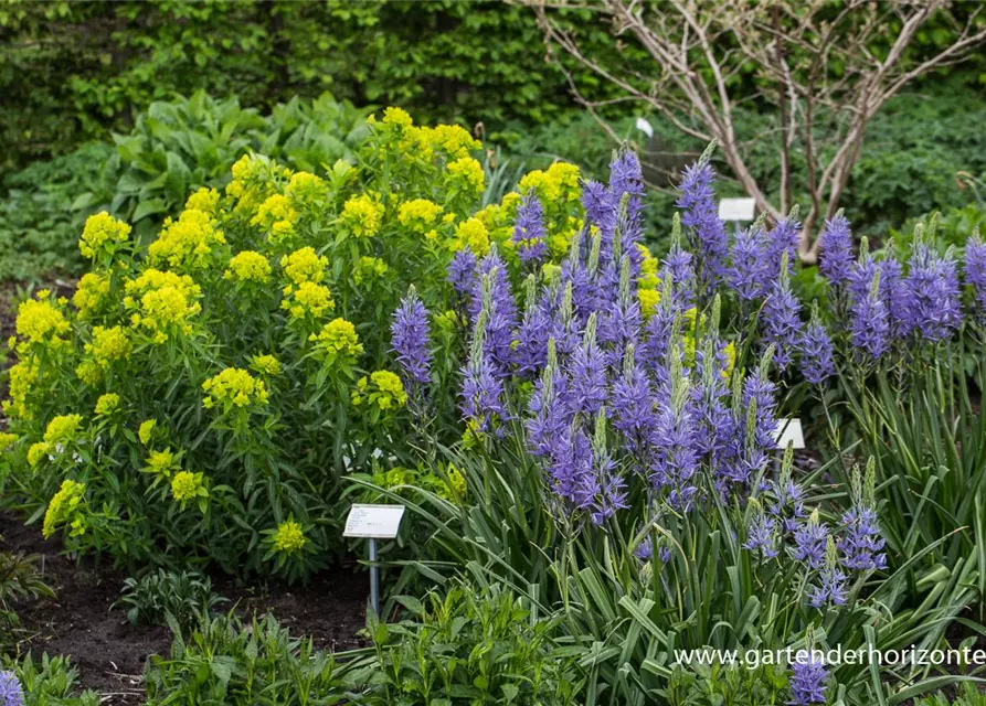 Camassia leichtlinii 'Caerulea'