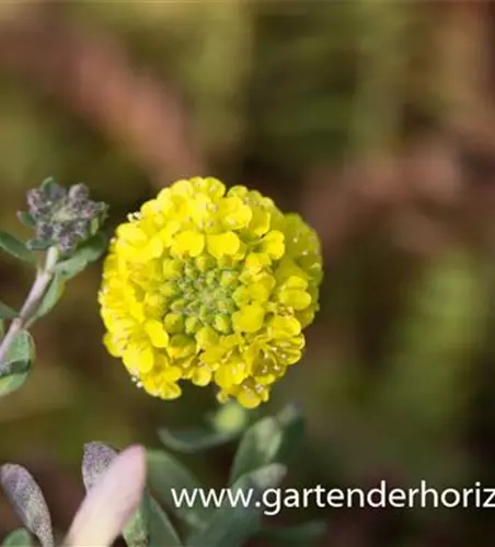 Garten-Berg-Steinkraut 'Luna'