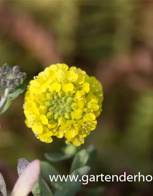 Garten-Berg-Steinkraut 'Luna'