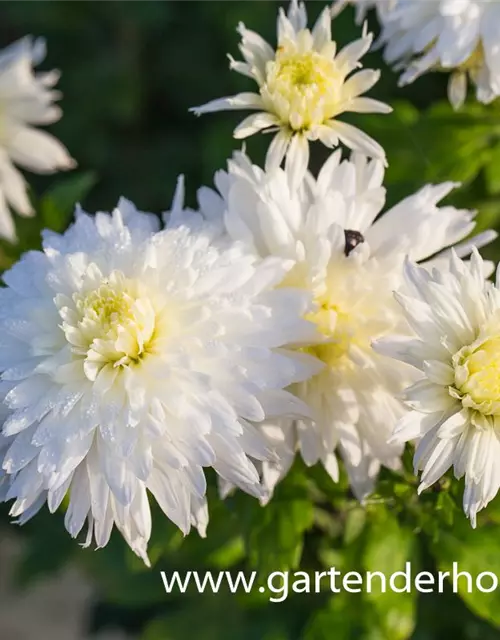 Chrysanthemum x hort.'Larry'