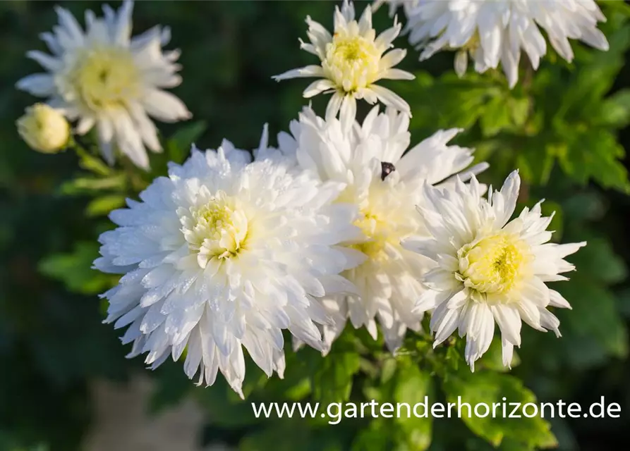 Chrysanthemum x hort.'Larry'