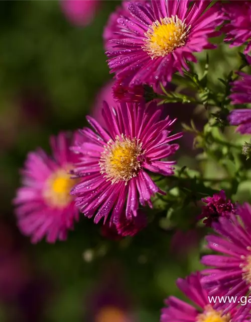 Garten-Glattblatt-Aster 'Crimson Brocade'