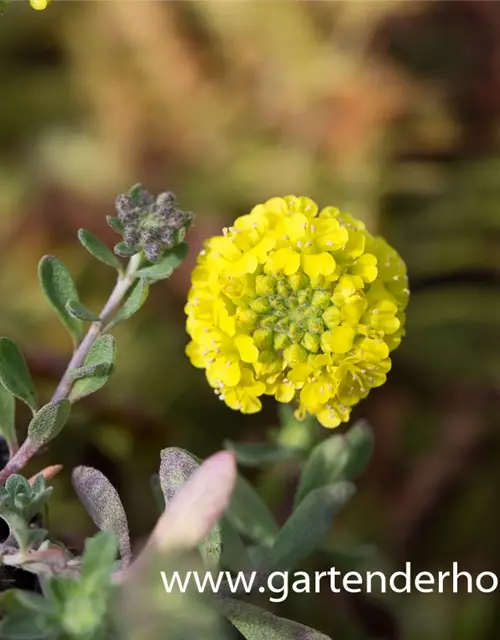 Garten-Berg-Steinkraut 'Luna'