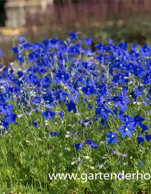 Delphinium grdfl.'Blauer Zwerg'