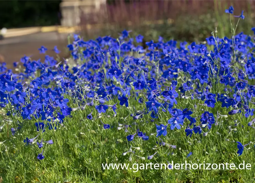 Delphinium grdfl.'Blauer Zwerg'