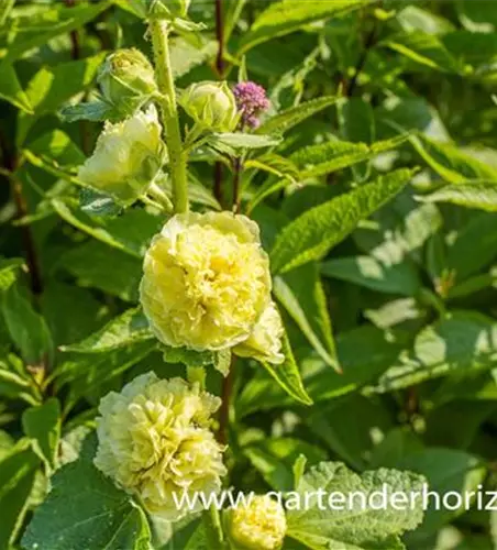 Gefülltblühende Stockrose