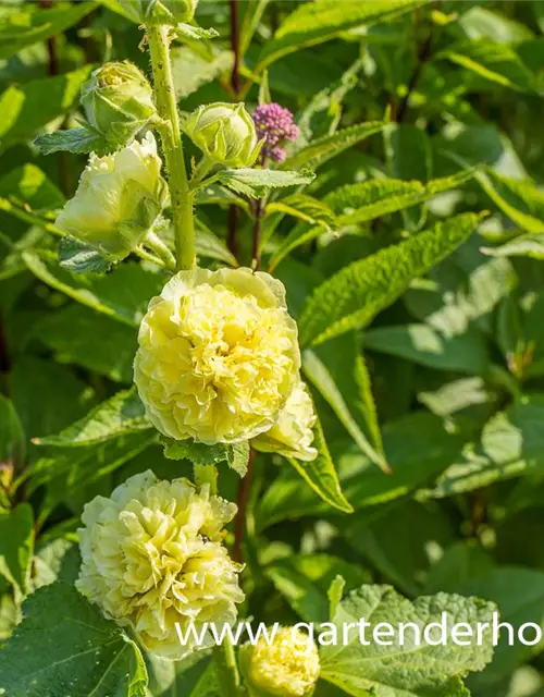 Gefülltblühende Stockrose