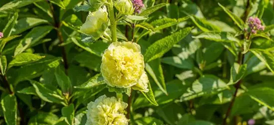 Gefülltblühende Stockrose